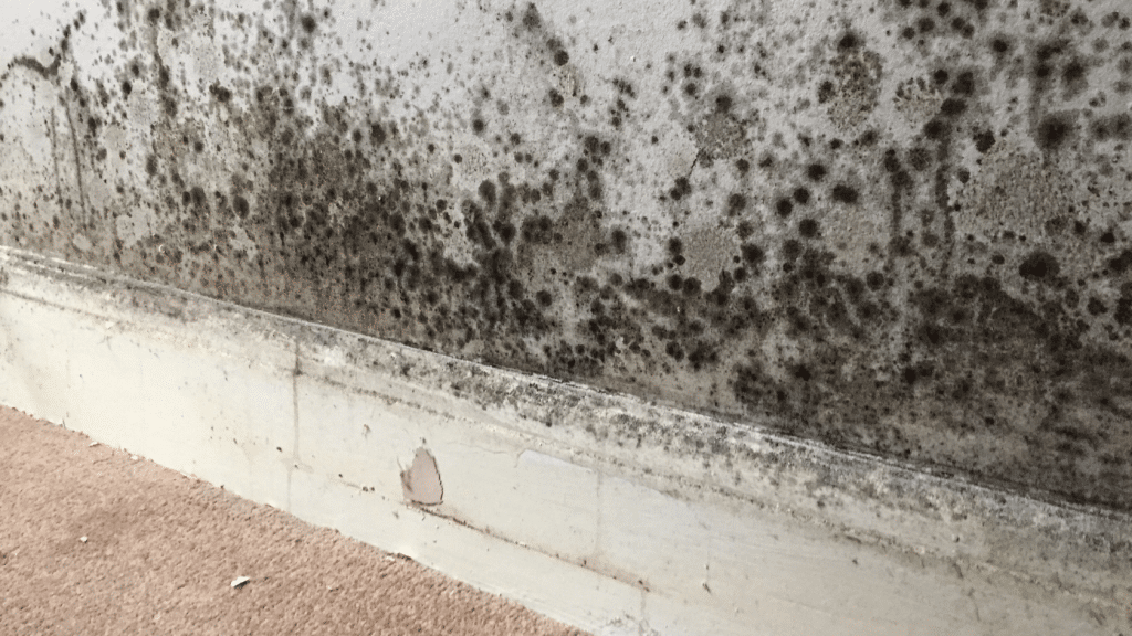 Damp spots on wall